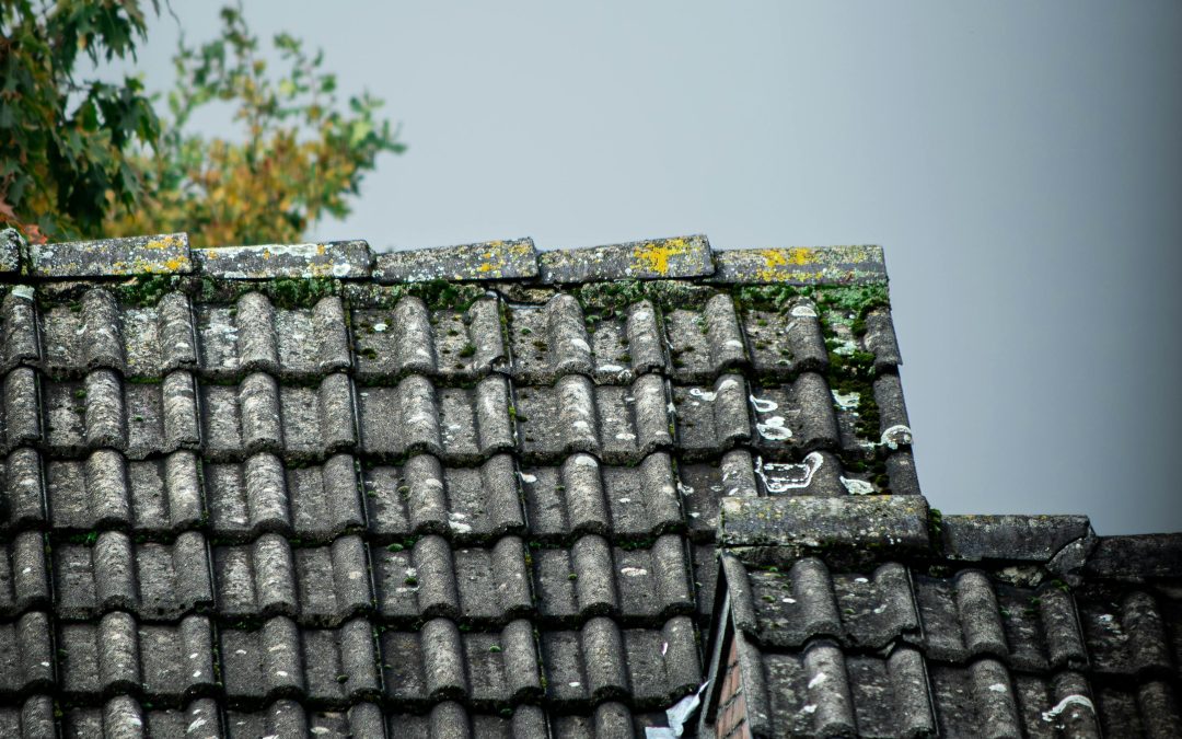 Moss on Your Roof: Is It Actually Causing Damage?